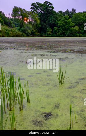 Die Sonne geht über einem mit Entenkraut bedeckten Stauwasserteich des DesPlaines River im DesPlaines Fish & Wildlife Refuge in will County, Illinois, auf Stockfoto