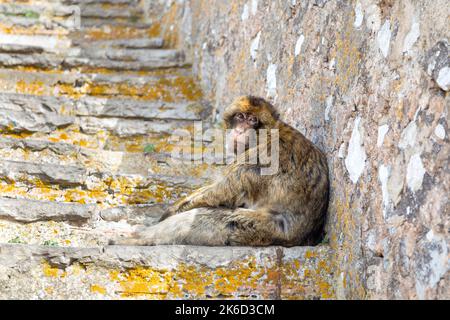 Makaken-Affen auf der Charles V Wall Stairs, Upper Rock Nature Reserve, Gibraltar Stockfoto