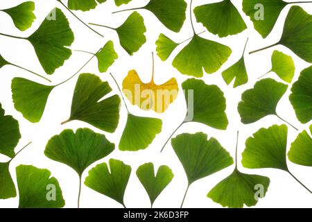 Grüne Ginkgo-Blätter mit einem gelben Blatt in der Mitte. Stockfoto