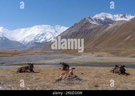 Landschaftlich reizvolle Aussicht auf den Lenin Peak alias Ibn Sina Peak Achik Tash Basislager in Trans Alay oder Trans Alai Bergkette mit Kühen und See, Kirgisistan Stockfoto