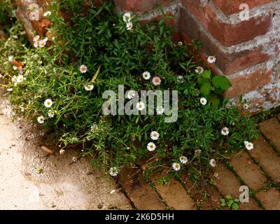 Nahaufnahme der mehrjährigen, lang blühenden und leicht zu bauenden Gartenpflanze Erigeron karvinskianus mit weißen Gänseblümchen-ähnlichen Blüten. Stockfoto