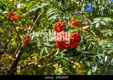 Vogelgruppen wiegen im Wind. An einem klaren, sonnigen Tag verzweigt sich der Rowan-Baum gegen den blauen Himmel. Natur. Ernte von roten und orangen Beeren. Heilpflanze. Bergasche - Europäische Sorbus aucuparia. Stockfoto