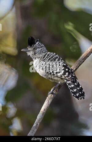 Barred Antshrike (Thamnophilus doliatus), erwachsenes Männchen, das auf einem Ast thront, mit einem Kamm, der Pantanal, Brasilien, angehoben wurde Juli Stockfoto