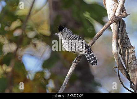 Barred Antshrike (Thamnophilus doliatus), erwachsenes Männchen, das auf einem Ast thront, mit einem Kamm, der Pantanal, Brasilien, angehoben wurde Juli Stockfoto