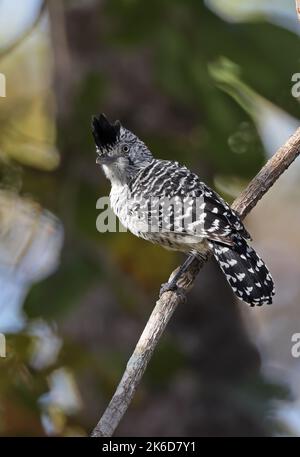 Barred Antshrike (Thamnophilus doliatus), erwachsenes Männchen, das auf einem Ast thront, mit einem Kamm, der Pantanal, Brasilien, angehoben wurde Juli Stockfoto