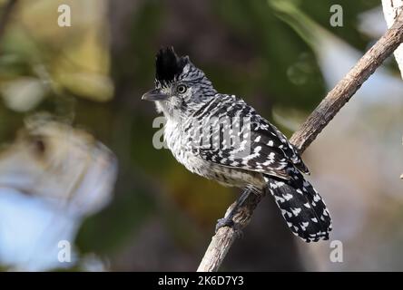 Barred Antshrike (Thamnophilus doliatus), erwachsenes Männchen, das auf einem Ast thront, mit einem Kamm, der Pantanal, Brasilien, angehoben wurde Juli Stockfoto