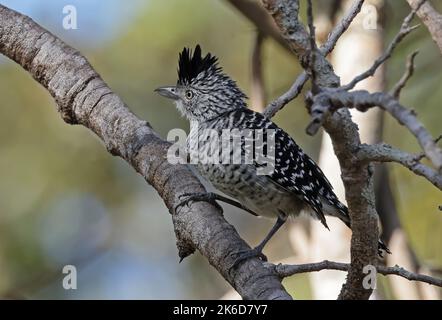 Barred Antshrike (Thamnophilus doliatus), erwachsenes Männchen, das auf einem Ast thront, mit einem Kamm, der Pantanal, Brasilien, angehoben wurde Juli Stockfoto