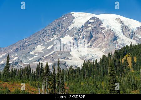 Der vulkanische Mount Rainier erhebt sich im Herbst über der Baumgrenze mit rückläufigen Gletschern. Der Gipfel ist majestätisch gegen den blauen Himmel mit kargen Flanken Stockfoto