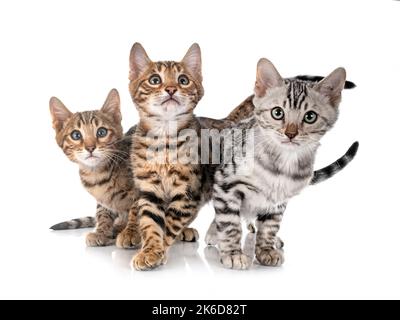 Bengal Katze vor weißem Hintergrund Stockfoto