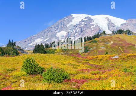 Herbstfarben auf den Wiesenhängen des Mount Rainier National Park mit dem Vulkan, der sich gegen einen blauen Himmel erhebt Stockfoto