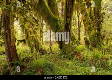 WA22256-00 - Moos bedeckten Big Leaf Ahornbäume und eine westliche rote Zeder auf dem Maple Glade Nature Trail im Quinault Rain Forest , Olympic NP. Stockfoto