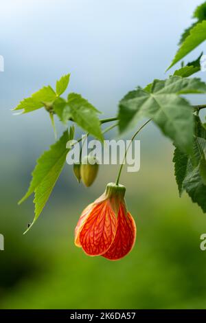 Eine vertikale Aufnahme einer Abutilon-Pictum 'Tompsonii' (Painted Abutilon)-Blume Stockfoto