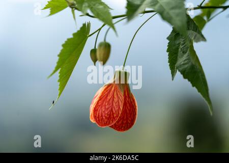 Eine Nahaufnahme einer Abutilon-Pictum-Blume 'Tompsonii' (Painted Abutilon) Stockfoto