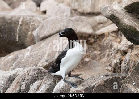 Der Razorbill (Alca torda) in seiner natürlichen Umgebung in Nordeuropa. Stockfoto