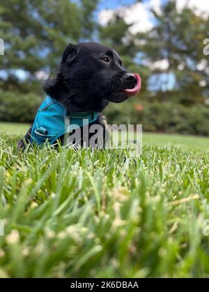 Eine vertikale Aufnahme eines schwarzen Labrador-Retriever mit einem Geschirr, das sein Gesicht leckt. Stockfoto