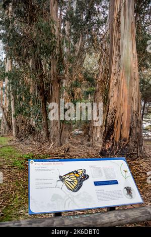 Informationsschild über Monarch-Schmetterlinge am Pismo State Beach Monarch Butterfly Grove, mit Eukalyptusbäumen und Schmetterlingen im Hintergrund. Stockfoto