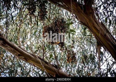 Eine Masse von Monarchfalter, die sich in einem Eukalyptusbaum gruppieren und im Pismo Beach Monarch Butterfly Grove an der kalifornischen Zentralküste überwintern. Stockfoto
