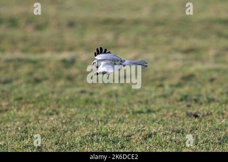 Hühnerweihe (Circus cyaneus) Männchen fliegt und jagt im späten Winter über Grasland/Wiese Stockfoto