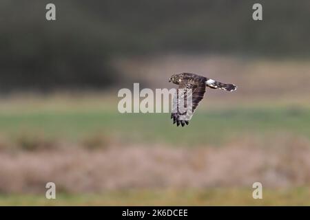 Henne-Harrier (Circus cyaneus) Weibchen fliegen und jagen im späten Winter über Grasland / Wiese Stockfoto