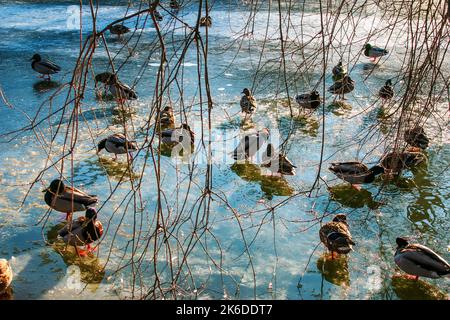 Im Winter laufen mehrere Enten auf dem Eis. Goldenes Sonnenlicht reflektiert sich auf einem eisbedeckten Teich. Stockfoto