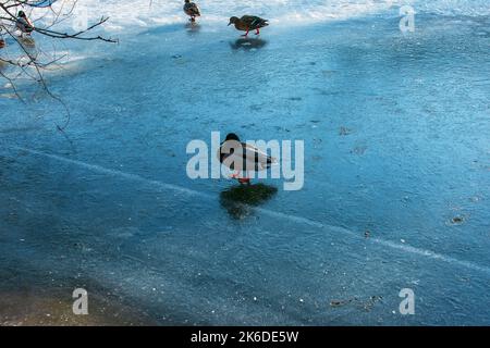 Im Winter geht eine Ente auf Eis. Goldenes Sonnenlicht reflektiert sich auf einem eisbedeckten Teich. Stockfoto