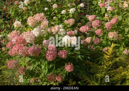 Rosa und weiße Blüten des Hortensia paniculata Phantoms Stockfoto