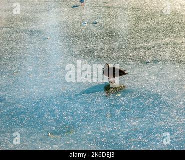 Im Winter geht eine Ente auf Eis. Goldenes Sonnenlicht reflektiert sich auf einem eisbedeckten Teich. Stockfoto