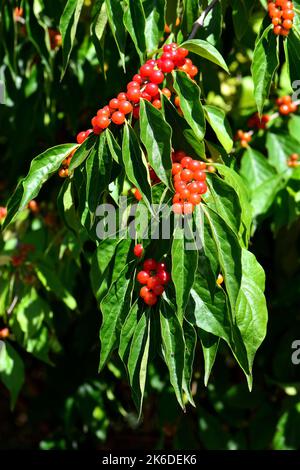 Amur-Geißel, Heckenkirschen, Chèvrefeuille de Maack, Lonicera maackii, koreai lonc, Ungarn, Europa Stockfoto