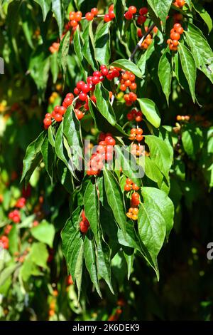 Amur-Geißel, Heckenkirschen, Chèvrefeuille de Maack, Lonicera maackii, koreai lonc, Ungarn, Europa Stockfoto