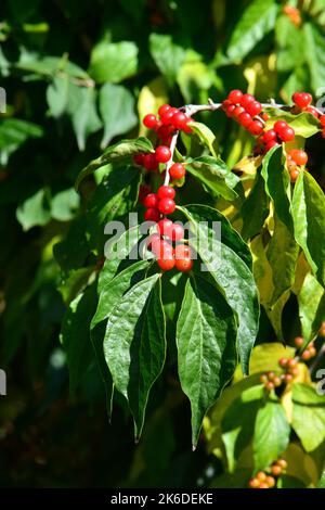 Amur-Geißel, Heckenkirschen, Chèvrefeuille de Maack, Lonicera maackii, koreai lonc, Ungarn, Europa Stockfoto