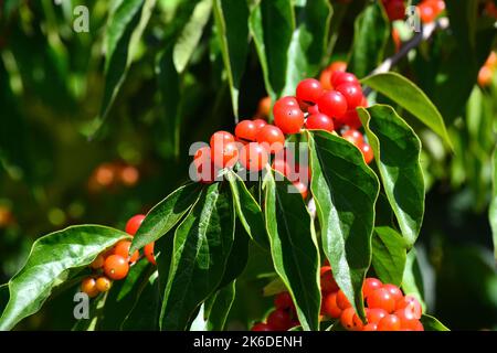 Amur-Geißel, Heckenkirschen, Chèvrefeuille de Maack, Lonicera maackii, koreai lonc, Ungarn, Europa Stockfoto