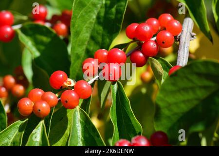 Amur-Geißel, Heckenkirschen, Chèvrefeuille de Maack, Lonicera maackii, koreai lonc, Ungarn, Europa Stockfoto