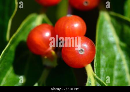 Amur-Geißel, Heckenkirschen, Chèvrefeuille de Maack, Lonicera maackii, koreai lonc, Ungarn, Europa Stockfoto