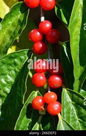 Amur-Geißel, Heckenkirschen, Chèvrefeuille de Maack, Lonicera maackii, koreai lonc, Ungarn, Europa Stockfoto