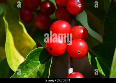 Amur-Geißel, Heckenkirschen, Chèvrefeuille de Maack, Lonicera maackii, koreai lonc, Ungarn, Europa Stockfoto