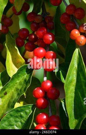 Amur-Geißel, Heckenkirschen, Chèvrefeuille de Maack, Lonicera maackii, koreai lonc, Ungarn, Europa Stockfoto