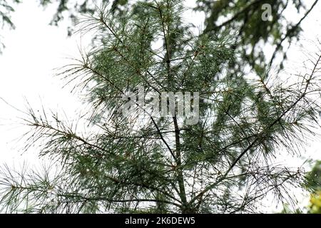 Blätter von Kiefern mit Wassertropfen.The Flume Trail System, West Branch Ausable River, Wilmington, New York, USA. Das Hotel liegt in der Whiteface-Region Stockfoto