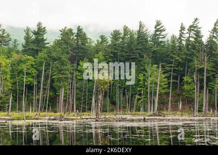Wald über dem See, das Flume Trail System, West Branch Ausable River, Wilmington, New York, USA. Das Hotel liegt in der Whiteface-Region der Adirondacks. Stockfoto