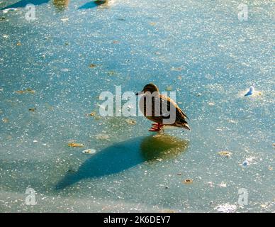 Im Winter geht eine Ente auf Eis. Goldenes Sonnenlicht reflektiert sich auf einem eisbedeckten Teich. Stockfoto