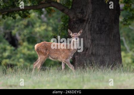 Red Deer Calf (Cervus elaphus) am Rande des alten Waldes Stockfoto