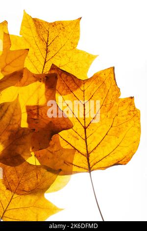 Braune Herbstblätter vom Tulpenbaum. Stockfoto