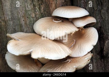 Südlicher Ackerling, Pholiote du peuplier, Cyclocybe aegerita, déli tőkegomba, Budapest, Ungarn, Magyarország, Europa Stockfoto