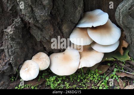 Südlicher Ackerling, Pholiote du peuplier, Cyclocybe aegerita, déli tőkegomba, Budapest, Ungarn, Magyarország, Europa Stockfoto