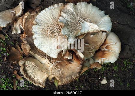 Südlicher Ackerling, Pholiote du peuplier, Cyclocybe aegerita, déli tőkegomba, Budapest, Ungarn, Magyarország, Europa Stockfoto