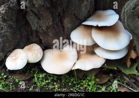 Südlicher Ackerling, Pholiote du peuplier, Cyclocybe aegerita, déli tőkegomba, Budapest, Ungarn, Magyarország, Europa Stockfoto