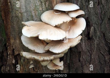 Südlicher Ackerling, Pholiote du peuplier, Cyclocybe aegerita, déli tőkegomba, Budapest, Ungarn, Magyarország, Europa Stockfoto