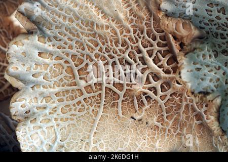 Südlicher Ackerling, Pholiote du peuplier, Cyclocybe aegerita, déli tőkegomba, Budapest, Ungarn, Magyarország, Europa Stockfoto