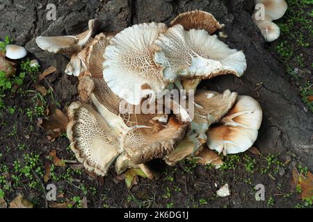 Südlicher Ackerling, Pholiote du peuplier, Cyclocybe aegerita, déli tőkegomba, Budapest, Ungarn, Magyarország, Europa Stockfoto