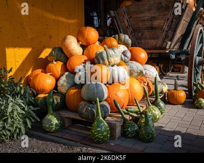 Riesiger Haufen reifer Kürbisfrüchte, die aufeinander liegen. Ein Haufen von unterschiedlich aussehenden Gemüse. Typische Ernte auf einem Bauernhof in der Herbstsaison. Stockfoto