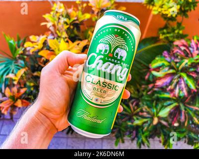 Thai Chang Bier in der Hand im tropischen Paradies, aber in Playa del Carmen Quintana Roo Mexiko. Stockfoto